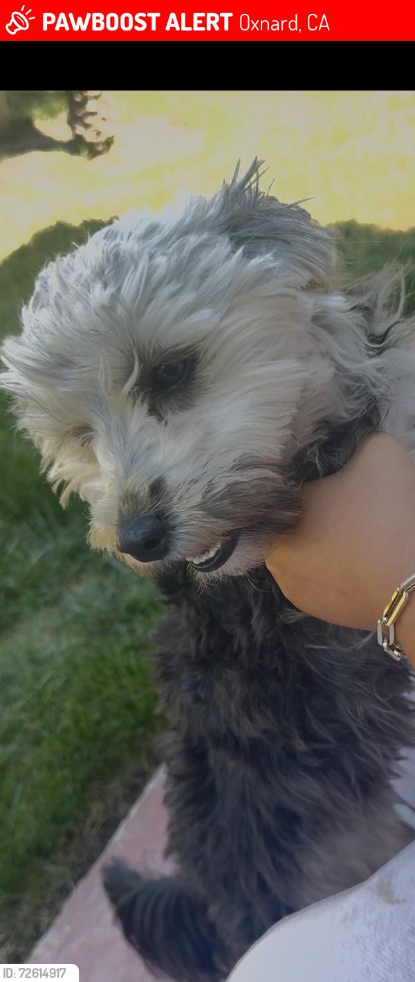 Lost Female Dog last seen Andrea dr, Oxnard, CA 93033