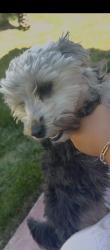 Lost Female Dog last seen Andrea dr, Oxnard, CA 93033
