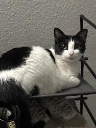 Lost Female Cat last seen Thousand oaks and chapala way, San Antonio, TX 78233