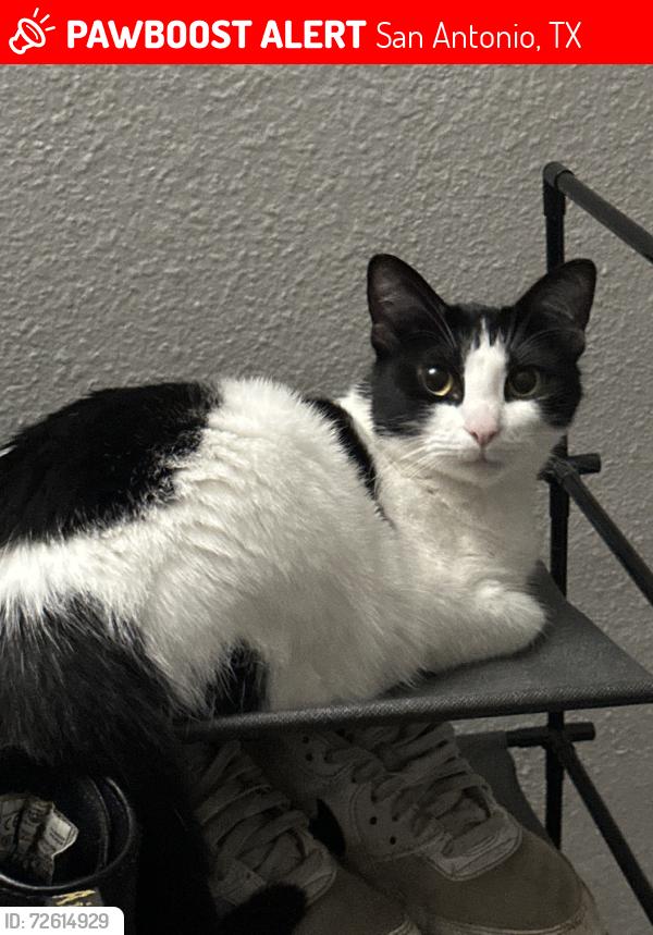 Lost Female Cat last seen Thousand oaks and chapala way, San Antonio, TX 78233