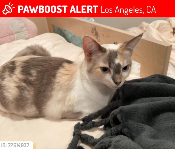 Lost Female Cat last seen between beverly and 3rd street, Los Angeles, CA 90004