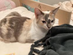 Lost Female Cat last seen between beverly and 3rd street, Los Angeles, CA 90004
