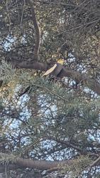 Found/Stray Unknown Bird last seen Near W 11th St suite 1, San Bernardino, CA 92410, San Bernardino, CA 92410