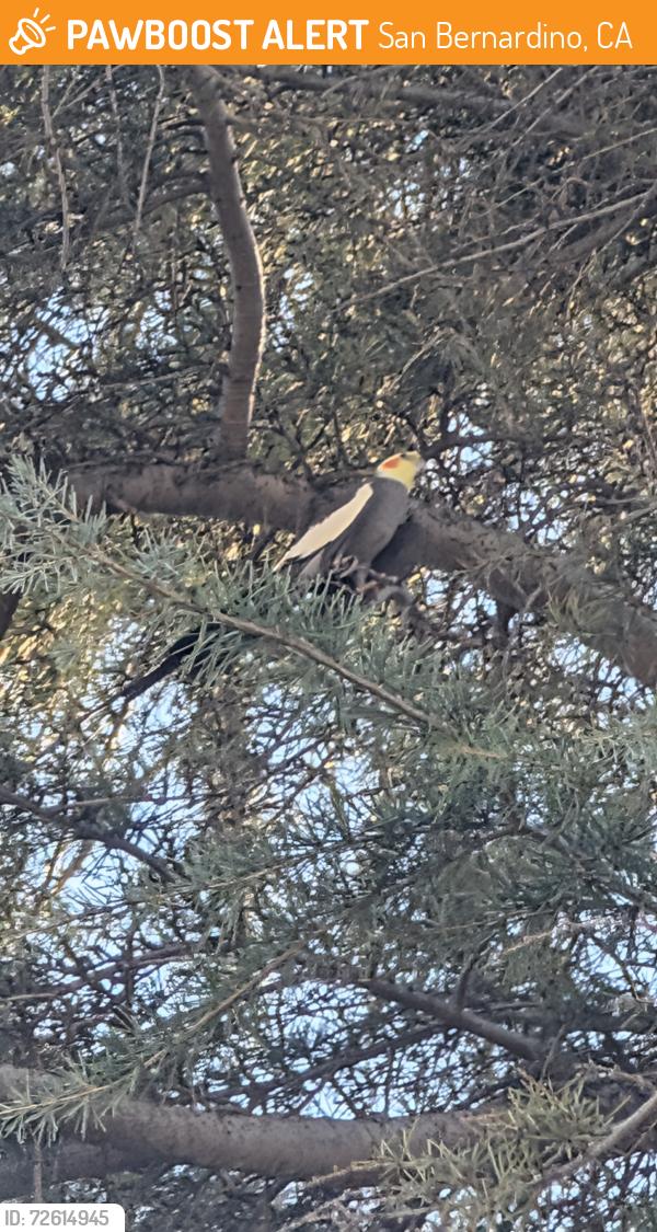 Found/Stray Unknown Bird last seen Near W 11th St suite 1, San Bernardino, CA 92410, San Bernardino, CA 92410