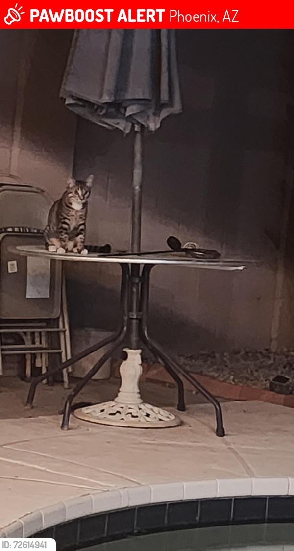 Lost Male Cat last seen 105th and Calle Del Sol , Phoenix, AZ 85037