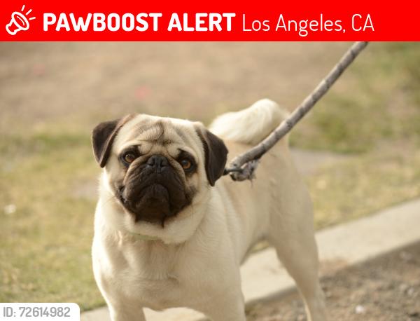 Lost Male Dog last seen Western and king blv , Los Angeles, CA 90062