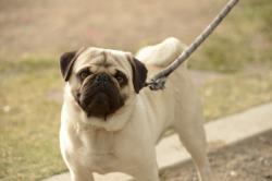 Lost Male Dog last seen Western and king blv , Los Angeles, CA 90062