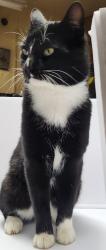 Lost Male Cat last seen Belden Dr. SE / Santiam Loop SE  / West Stayton OR, Marion County, OR 97392