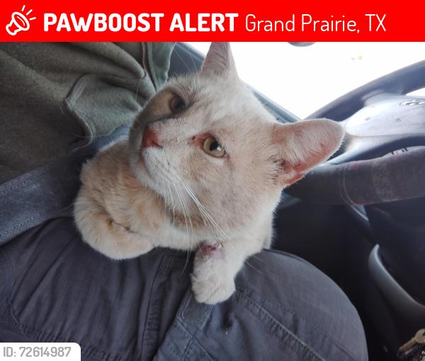 Lost Male Cat last seen Near service road , Grand Prairie, TX 75050