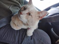 Lost Male Cat last seen Near service road , Grand Prairie, TX 75050