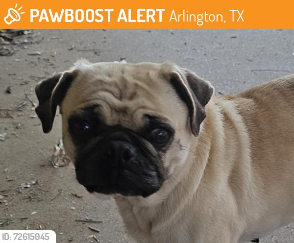 Found/Stray Female Dog last seen California & Feilder, Arlington, TX 76015