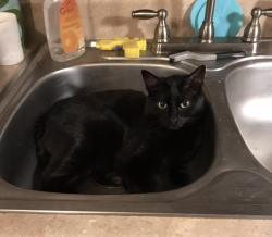 Lost Female Cat last seen Curve at Howsrd gap and Howsrd gap loop, Flat Rock, NC 28731