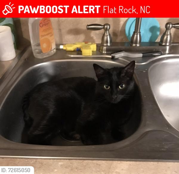 Lost Female Cat last seen Curve at Howsrd gap and Howsrd gap loop, Flat Rock, NC 28731