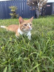 Lost Male Cat last seen Harwin & fronden, Houston, TX 77036