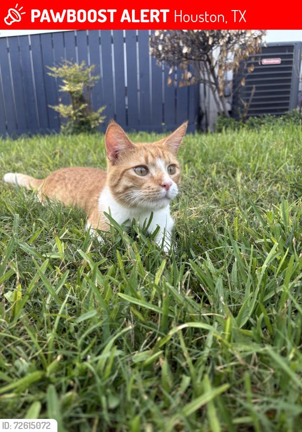 Lost Male Cat last seen Harwin & fronden, Houston, TX 77036