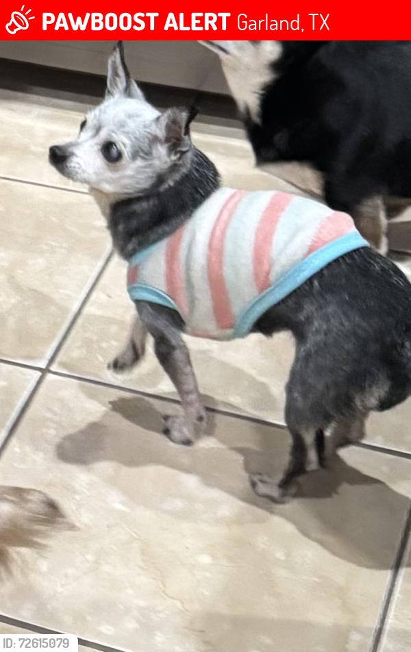 Lost Female Dog last seen Near Lauren ln , Garland, TX 75043