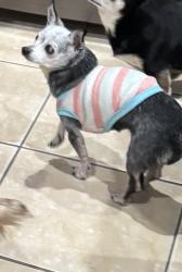 Lost Female Dog last seen Near Lauren ln , Garland, TX 75043