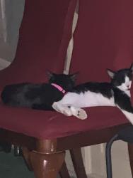 Lost Male Cat last seen Grandriver , Lyndon ,Schafer &greenfield , Detroit, MI 48227