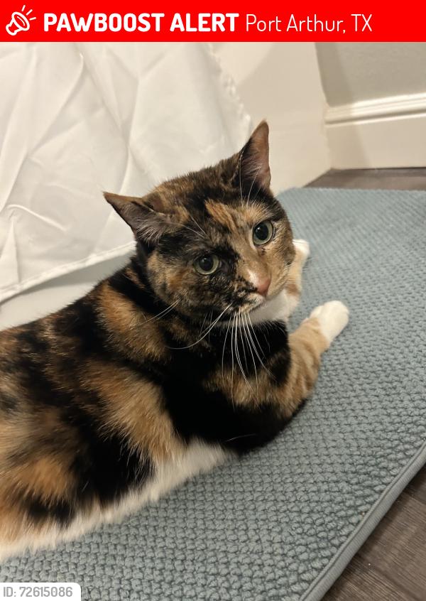 Lost Female Cat last seen Heatherbrook trail Jimmy Johnson Blvd Port Arthur, Tx, Port Arthur, TX 77642