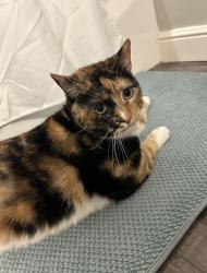 Lost Female Cat last seen Heatherbrook trail Jimmy Johnson Blvd Port Arthur, Tx, Port Arthur, TX 77642