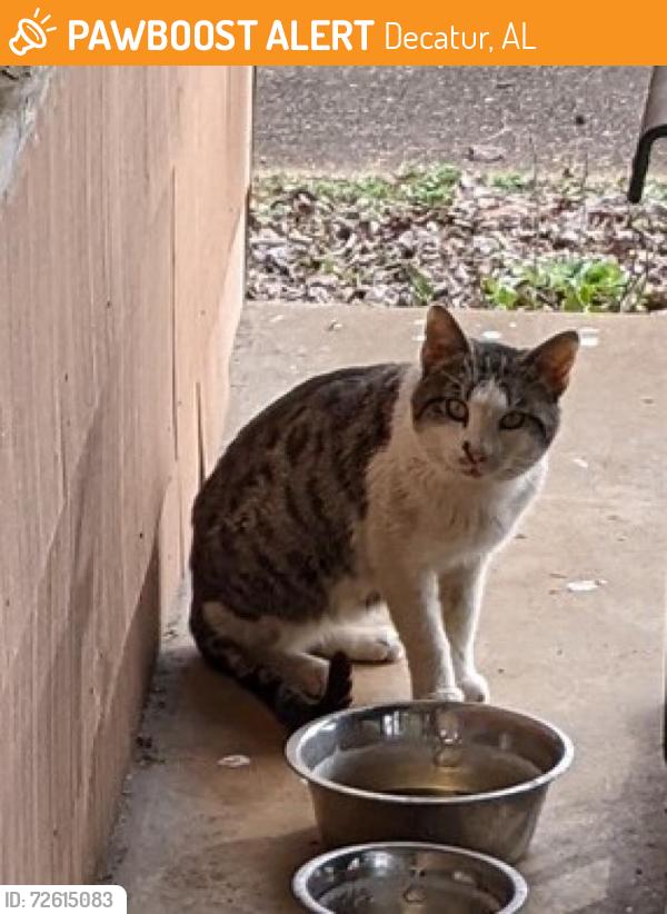 Found/Stray Male Cat last seen 8th Street and 10th Ave SE, Decatur, AL 35601