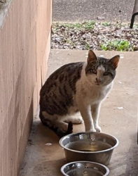Found/Stray Male Cat last seen 8th Street and 10th Ave SE, Decatur, AL 35601