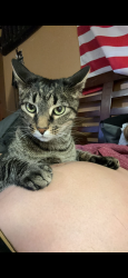 Lost Male Cat last seen Scott ave , Waynesboro, PA 17268