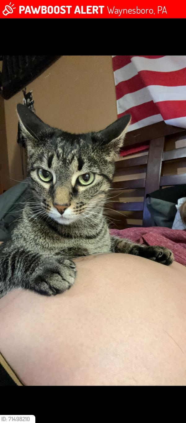 Lost Male Cat last seen Scott ave , Waynesboro, PA 17268