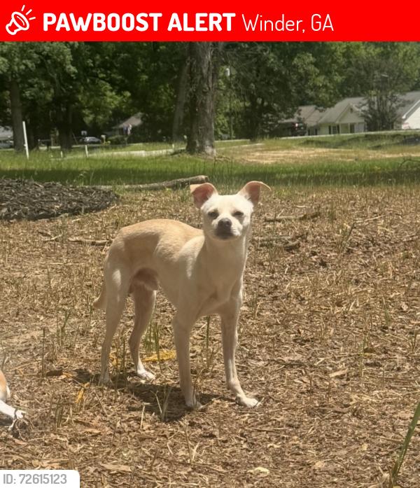 Lost Male Dog last seen Near Saint Anthony dr , Winder, GA 30680