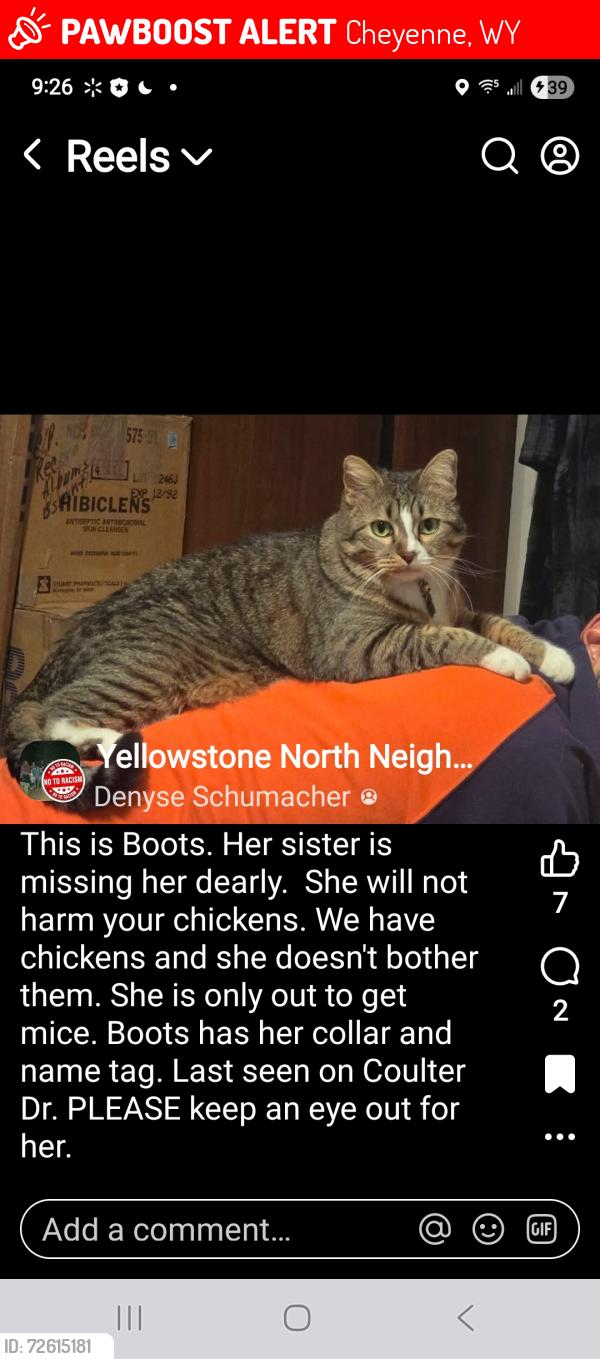 Lost Female Cat last seen Yellowstone and Coulter Drive , Cheyenne, WY 82009