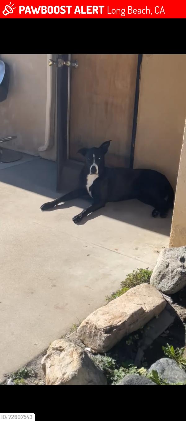 Lost Female Dog last seen St Joseph and ocean boulevard , Long Beach, CA 90803