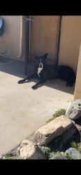 Lost Female Dog last seen St Joseph and ocean boulevard , Long Beach, CA 90803