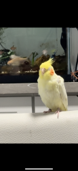 Lost Unknown Bird last seen A street, Honolulu, HI 96817
