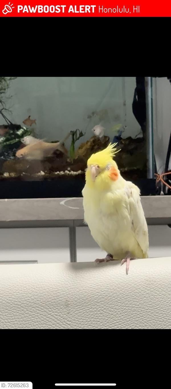 Lost Unknown Bird last seen A street, Honolulu, HI 96817