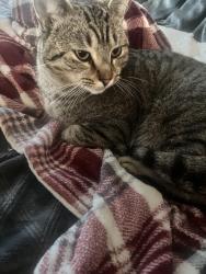 Lost Male Cat last seen Hillview ave redwood city california, Redwood City, CA 94062