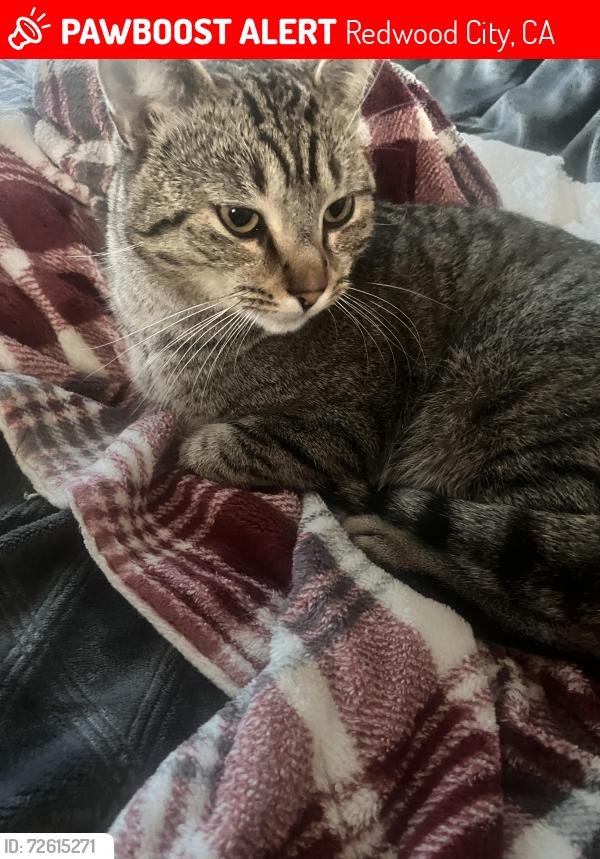 Lost Male Cat last seen Hillview ave redwood city california, Redwood City, CA 94062