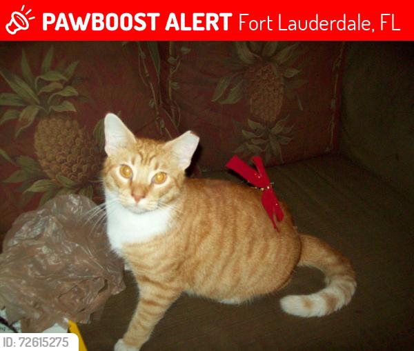 Lost Male Cat last seen  6th Ave, near Cypress Creek rd. and Andrews Ave, Fort Lauderdale, FL 33334