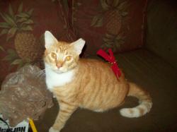 Lost Male Cat last seen  6th Ave, near Cypress Creek rd. and Andrews Ave, Fort Lauderdale, FL 33334