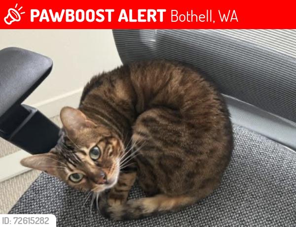 Lost Female Cat last seen 236th PL, SW, Bothell, WA 98021