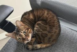 Lost Female Cat last seen 236th PL, SW, Bothell, WA 98021