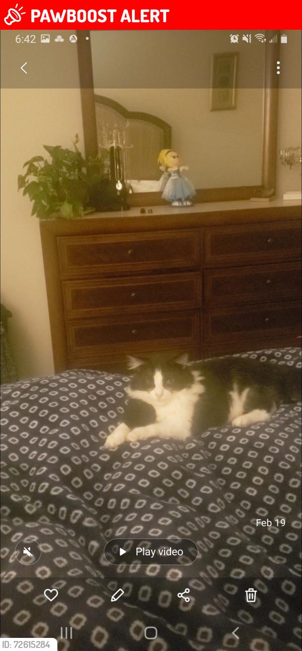 Lost Male Cat last seen Conifer ct Pendleton SC, Anderson County, SC 29670
