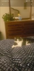 Lost Male Cat last seen Conifer ct Pendleton SC, Anderson County, SC 29670
