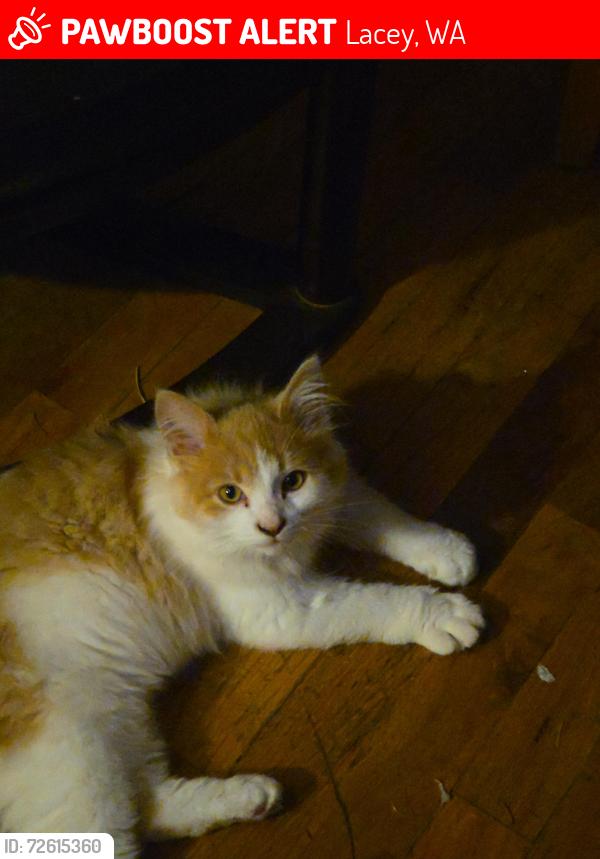 Lost Male Cat last seen Between Sleater Kenny and Golf Club Rd , Lacey, WA 98503