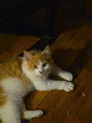 Lost Male Cat last seen Between Sleater Kenny and Golf Club Rd , Lacey, WA 98503