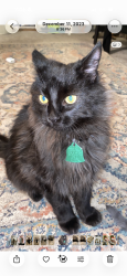Lost Male Cat last seen Mound Texas near the post office , Mound, TX 76528