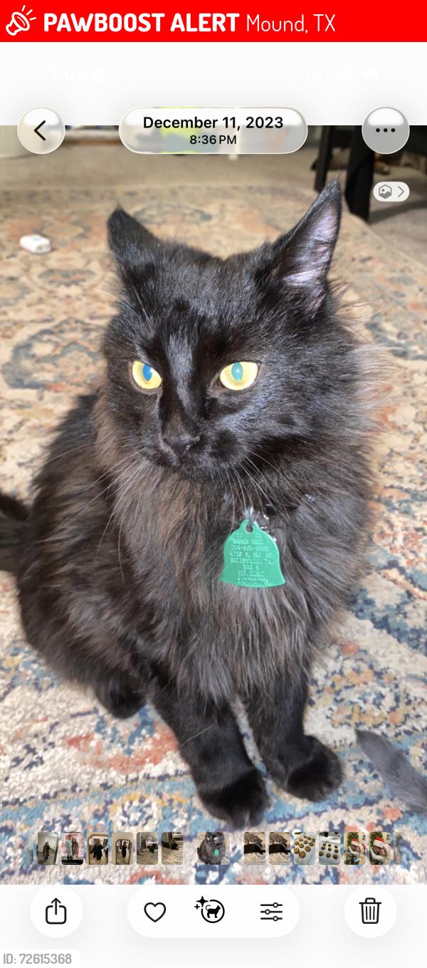 Lost Male Cat last seen Mound Texas near the post office , Mound, TX 76528