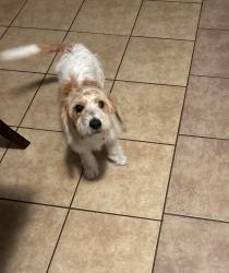 Lost Male Dog last seen Christie Ln, Dallas, TX 75249