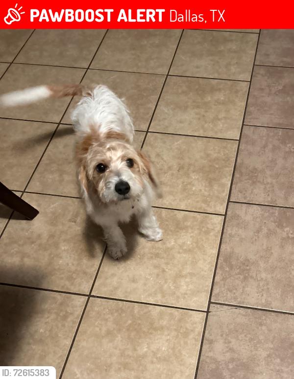 Lost Male Dog last seen Christie Ln, Dallas, TX 75249