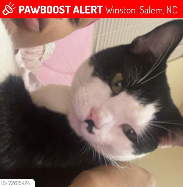 Lost Female Cat last seen Reynolda historic park, Winston-Salem, NC 27106