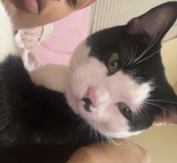 Lost Female Cat last seen Reynolda historic park, Winston-Salem, NC 27106